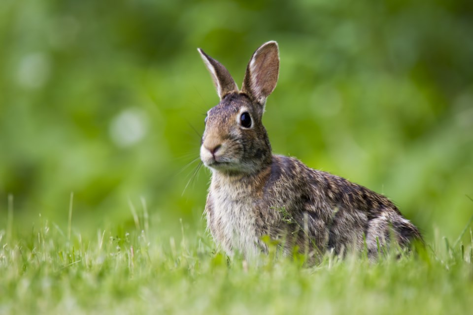 rabbit2
