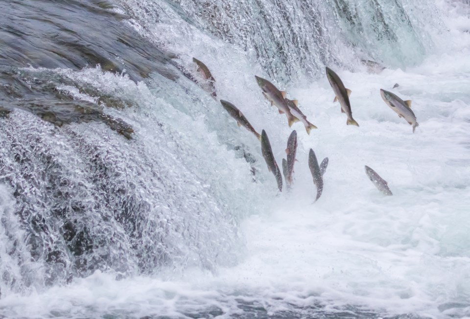 SalmonUpStream