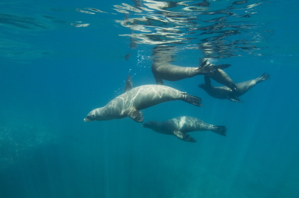 sea lions