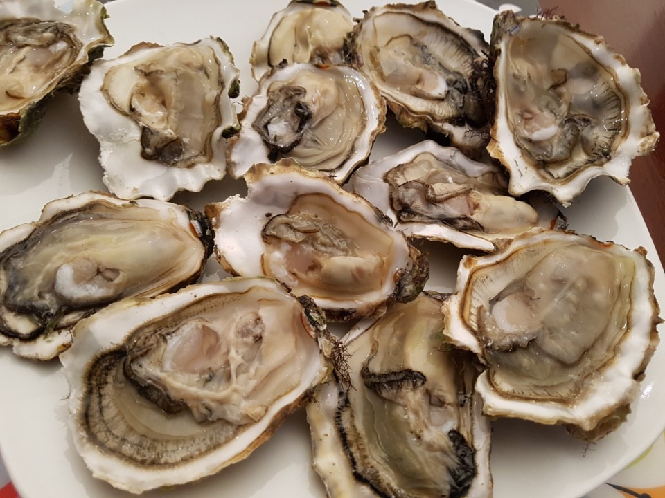 oysters