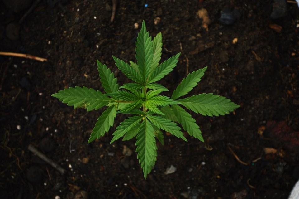 marijuanaplant