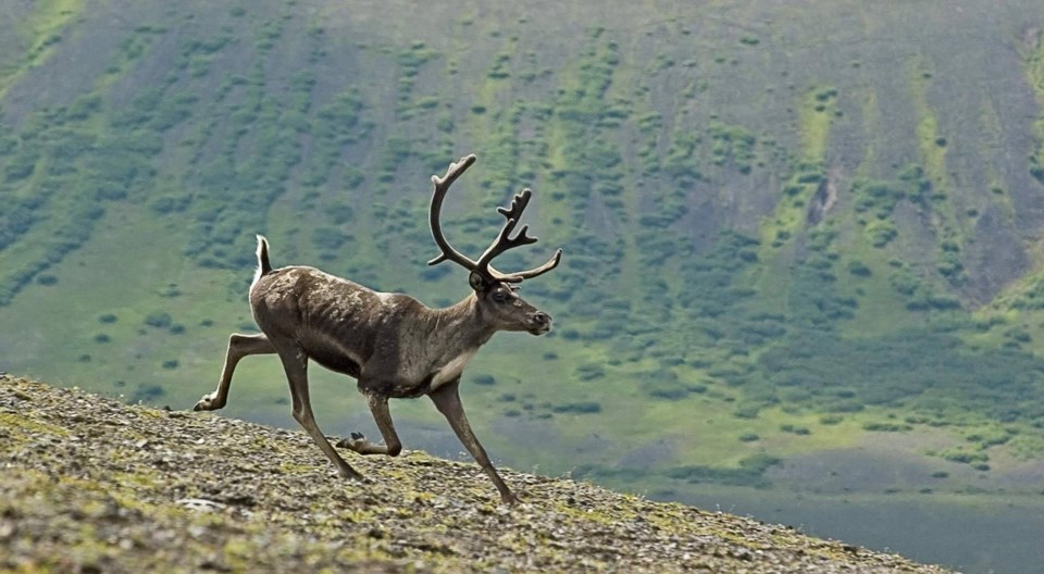 Caribou