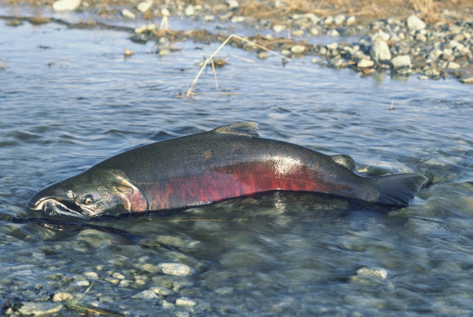 Chinook salmon