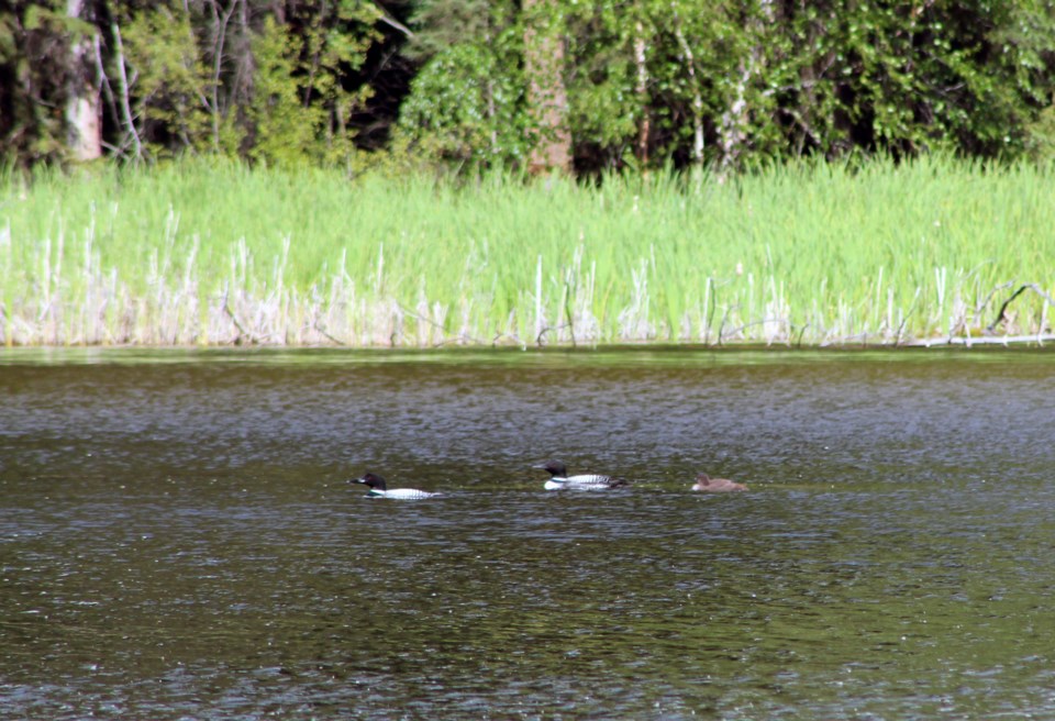 Loons