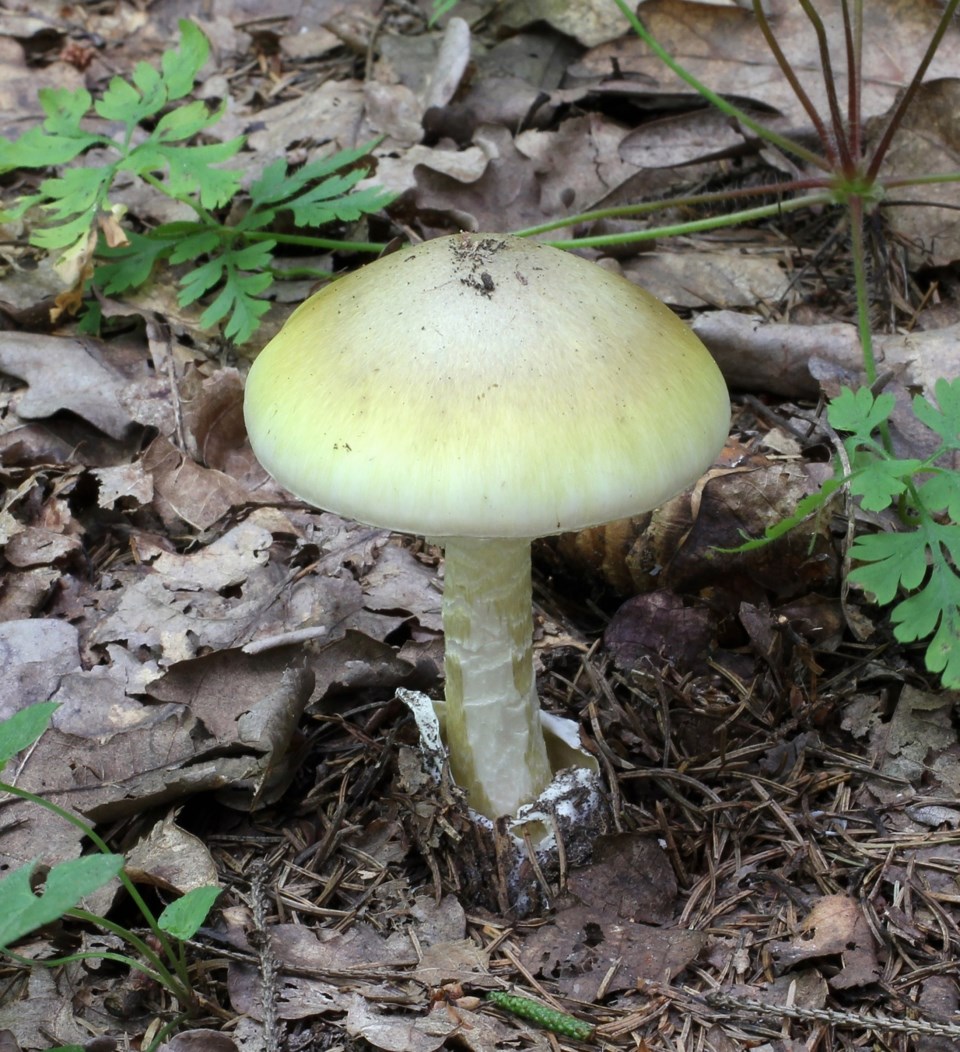 mushroom-1063290_1920