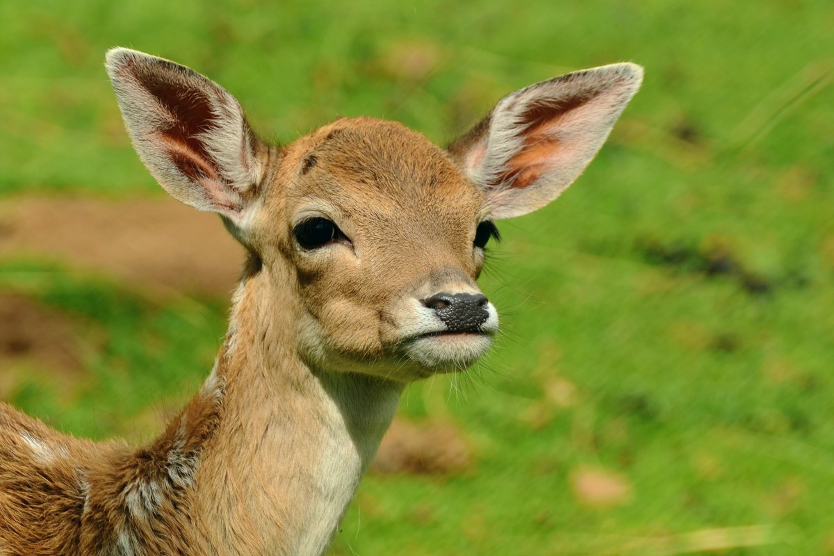 Quit fawning over fawns and move along - KamloopsMatters.com