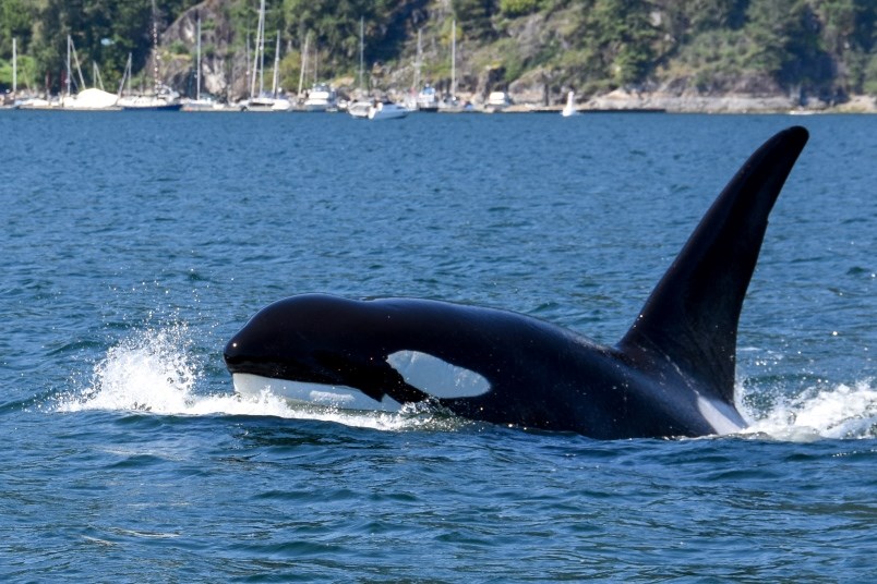 the-t123-family-passes-deep-cove-on-its-way-out-of-indian-arm