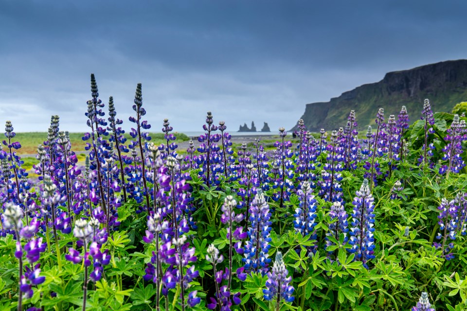 Luscious lupines reach for a monochromatic sky amongst an open countryside outside the city of Reykjavik, Iceland.