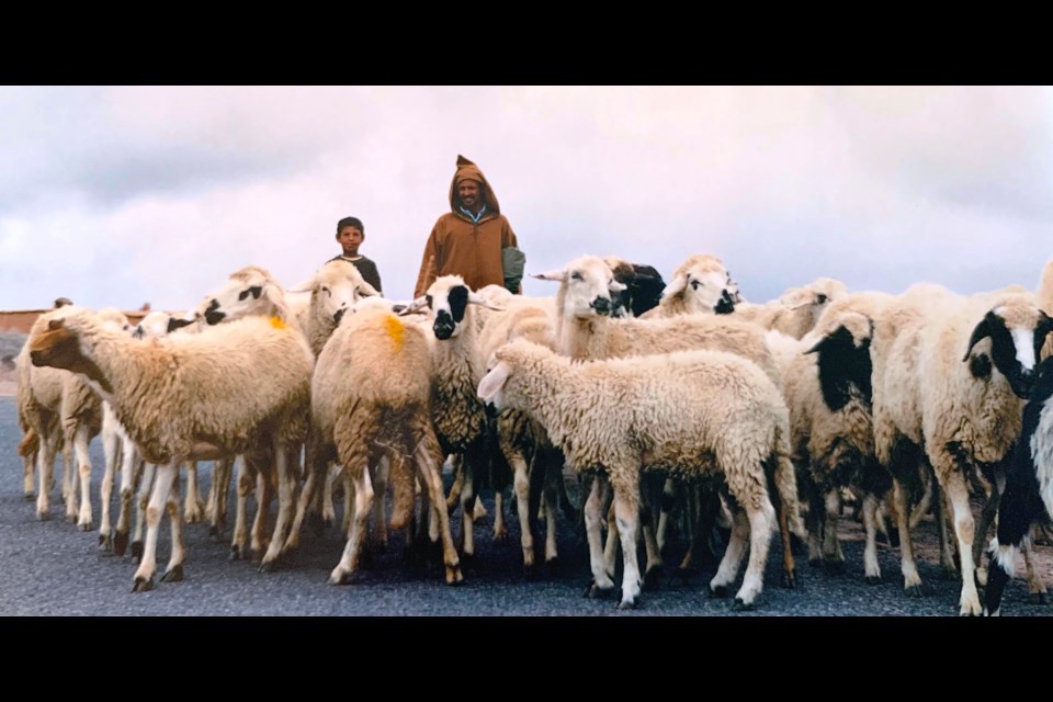 A Berber shepherd cares for his herd of sheep in the small village of Marrakech, Morocco.
