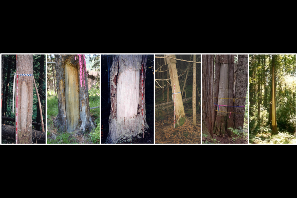 Disease, forest fire, poor growing locations, falling trees and rocks, animals, intense cold, are just a partial list of natural ways trees acquire scars. 
