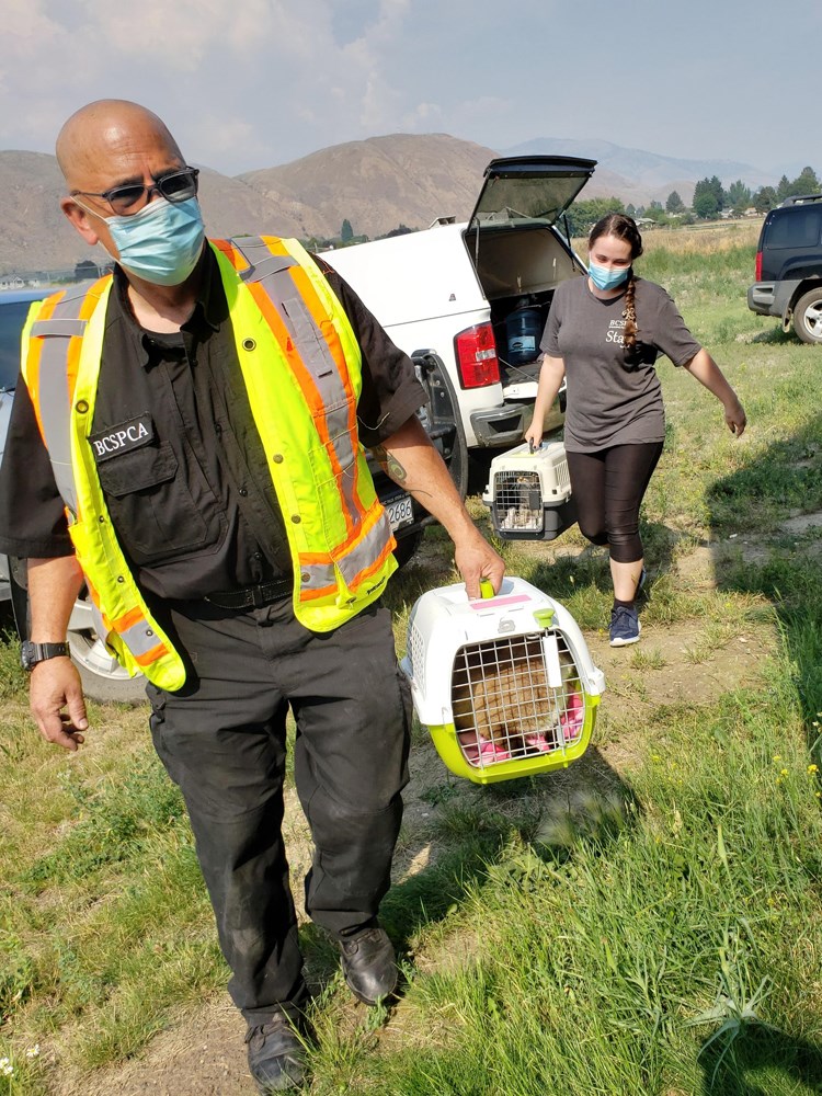 BC SPCA officer with pets rescued from Lytton wildfires