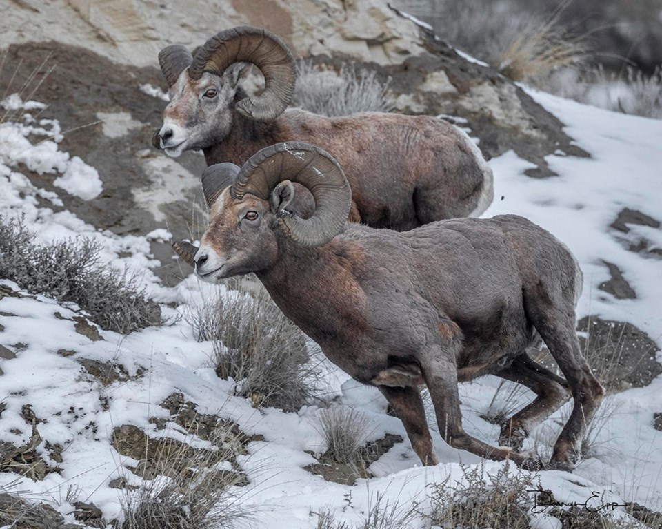 bighorn-sheep-decline