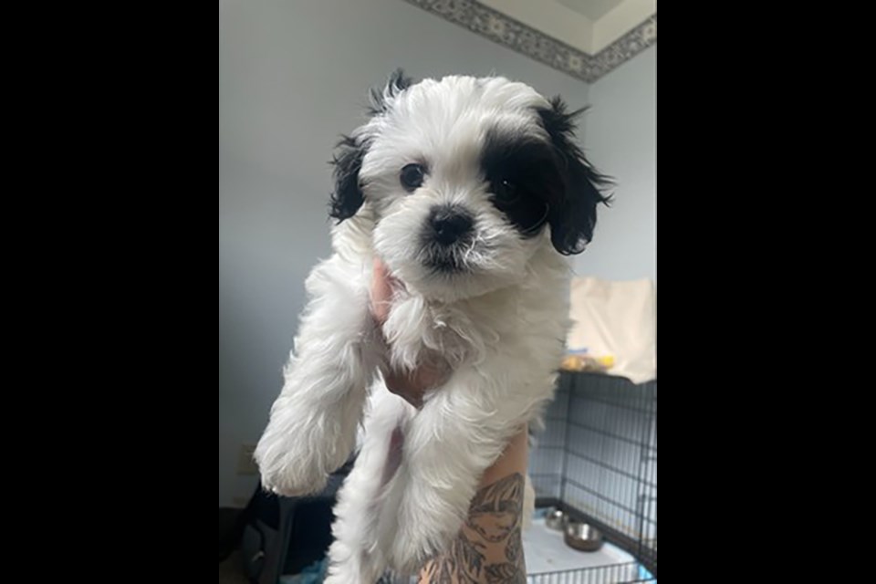 The puppies are 10-week-old maltipoo mixes