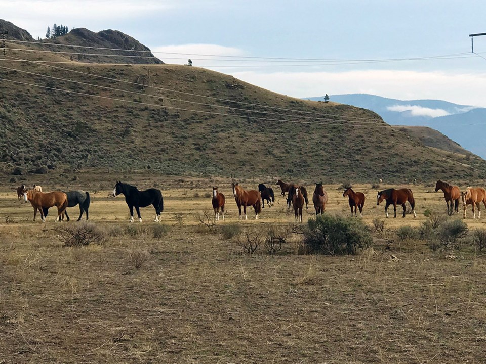 wild-horses-near-savona-wallachin-putnam