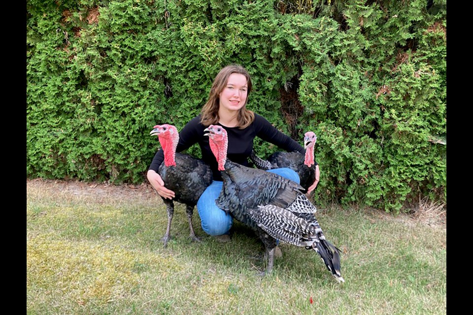 Paige Wilson of the Pritchard 4-H Club will be among those taking part in this weekend's Provincial Winter Fair as she shows off her prized turkey trio.