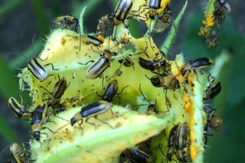 corn-pest