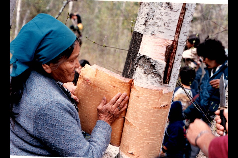 The late Katherine Kenoras of the Adams Lake Indian Band gathering birch bark.