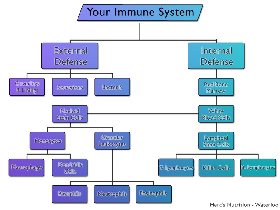 Hercs Nutrition_immune diagram2