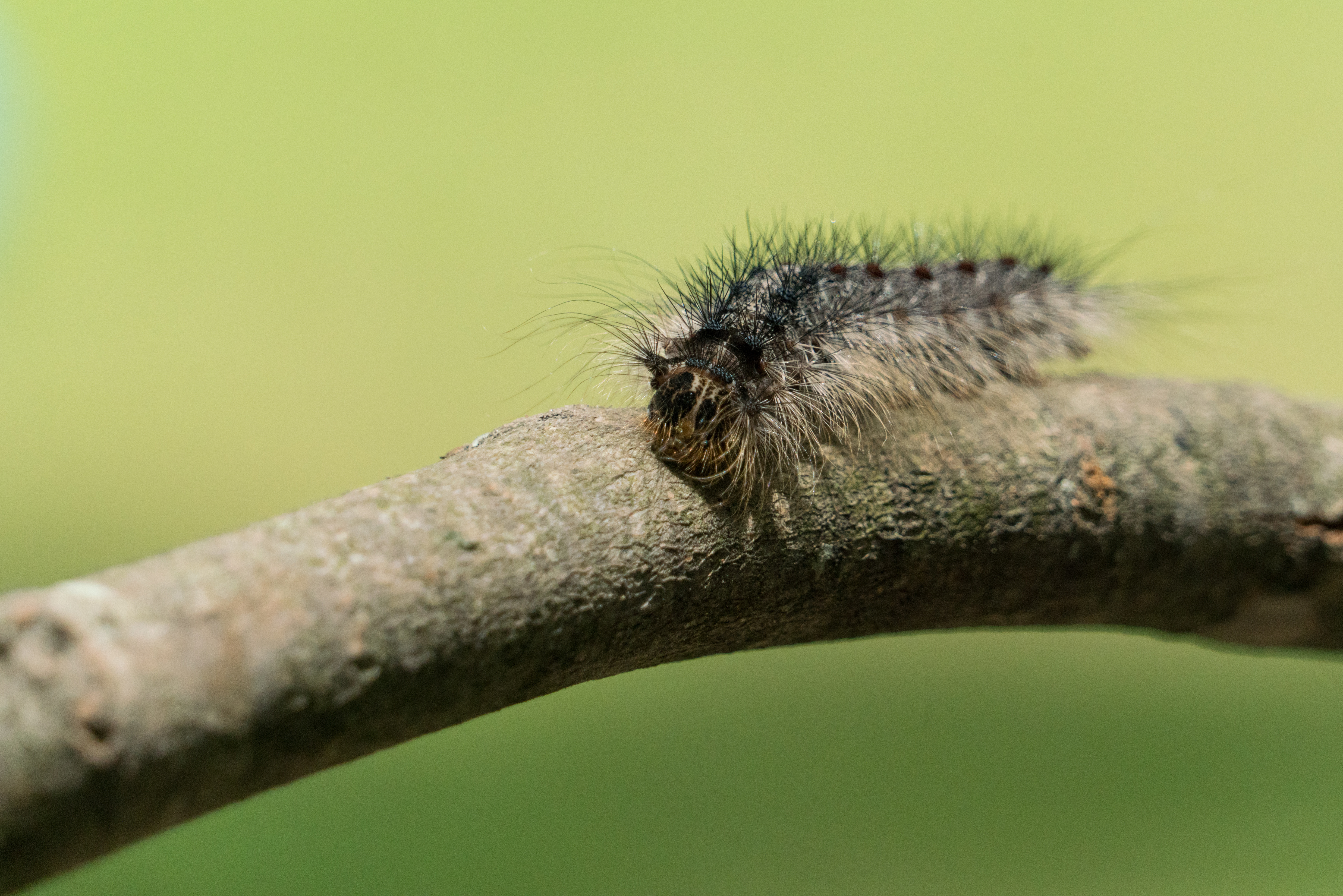 BEYOND LOCAL: Here's how caterpillars eat five times their weight everyday  - Barrie News