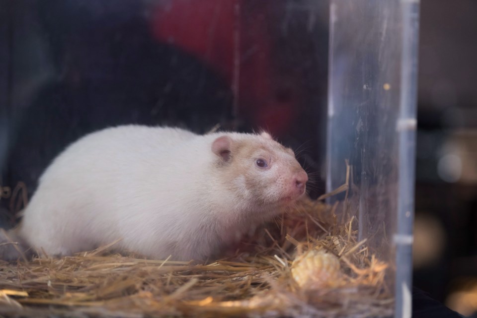 Wiarton Willie's shadow nowhere in sight CityNews Ottawa