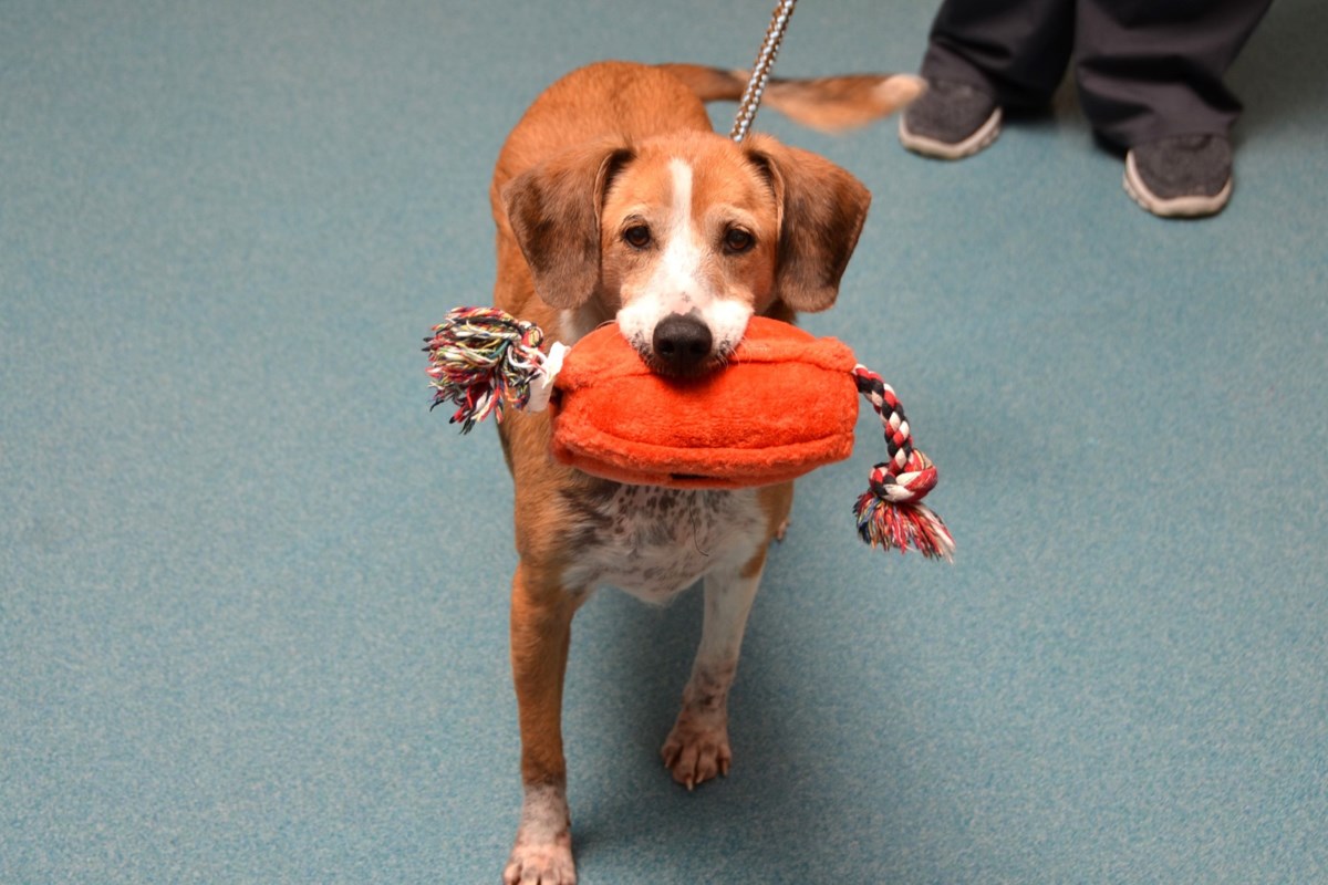 Adopt Me: The story of Princess Peach (adopted ...