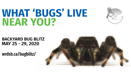 bug blitz