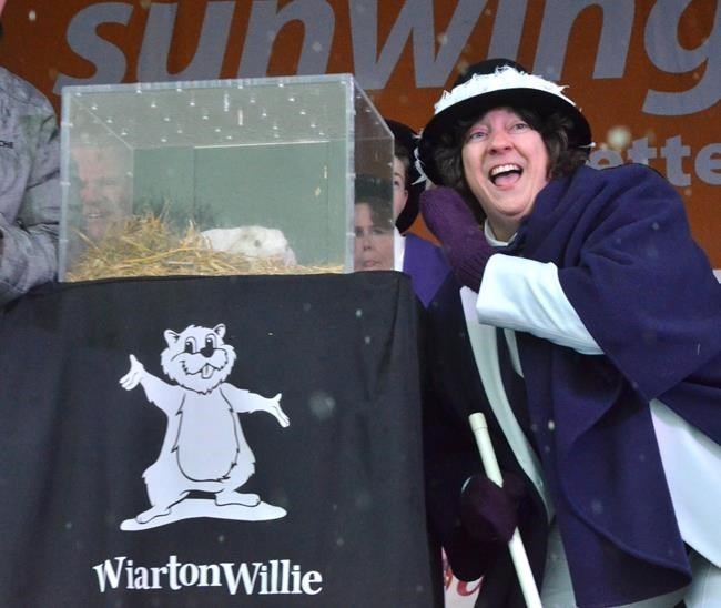 No shadow for Wiarton Willie as Groundhog Day moves online across Canada CityNews Kitchener