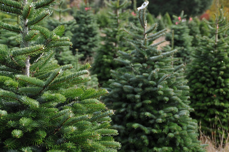 Region collecting Christmas trees for &#39;tree-cycle&#39; program - CityNews  Kitchener