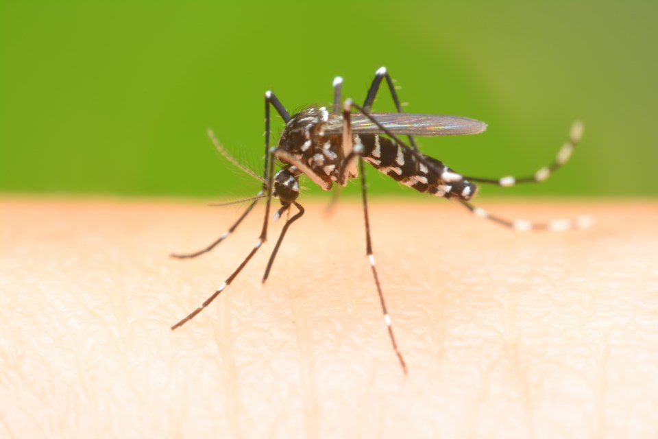 There have been fewer mosquitos caught in Moose Jaw this year due to the dry conditions. The mosquitos that carry the West Nile virus could arrive later in the summer. File photo