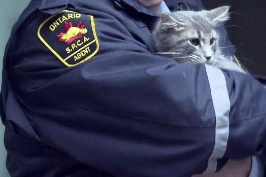 File photo of an OSPCA officer tending to a cat. OSPCA