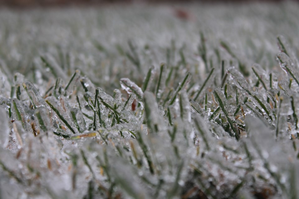 Freezing rain grass