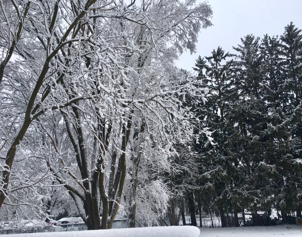 snow-winter-trees