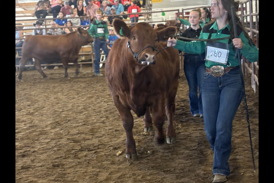 One of the 4-H Ardmore Beef Club members shows off her steer to get judged at the Bonnyville 4-H District 2025 Show and Sale.

Photo: Chantel Downes