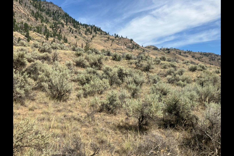 The desert in Osoyoos on a very hot afternoon. Chris McGarry photo. 