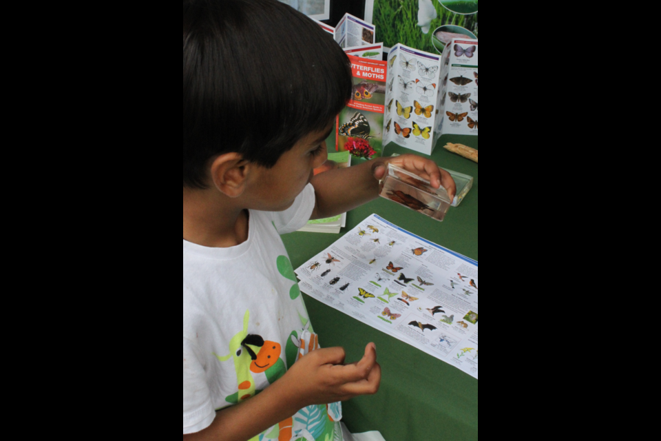 Ahaan Harsora of Calgary took advantage of the free bug education program which took place Saturday at Sir Winston Churchill Provincial Park. He is impressed by the casted monarch butterfly on display at one of the exhibits as part of the presentation. Chris McGarry photo.