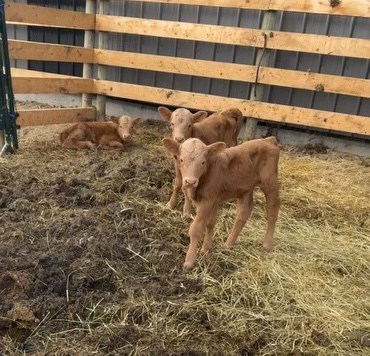 The set of female heifer triplets that were born at Amisk River Ranch on April 10. Photo supplied. 