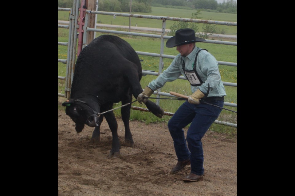 While many of the livestock on display at the 4-H Achievement Day beef show didn’t mind being shown off, others, such as this steer owned by Brohden Rolph named PC, were rather hesitant about being paraded around the rodeo arena next to the Lakeland Agricom.  Chris McGarry photo. 