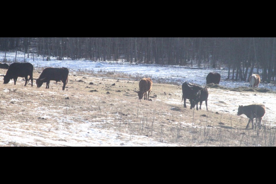 Cattle grazing in dry winter pastures around Lac La Biche. Chris McGarry photos. 