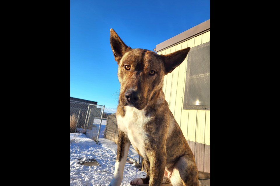 Chili, a female dog that has been at the Bonnyville shelter for the past five months. Photo supplied. 