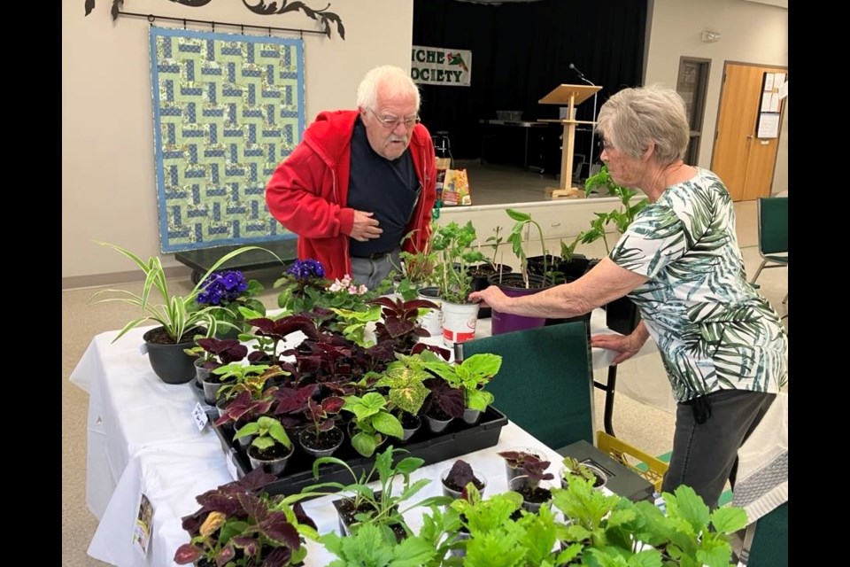Jim Skladan looks over some of the plants Davina Vetzal was selling at the Lac La Biche Heritage Society’s garage and plant sale, which took place on May 24. Chris McGarry photo. 