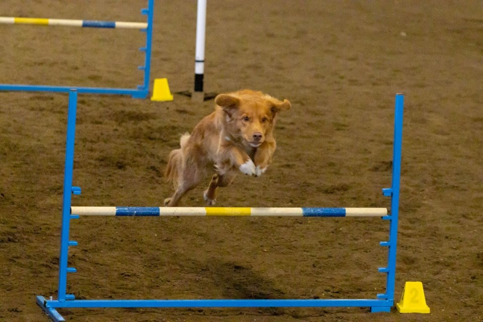 Last year's PAWsitive Dog Sports Competition.  / Photo credit to Kris St.Cyr