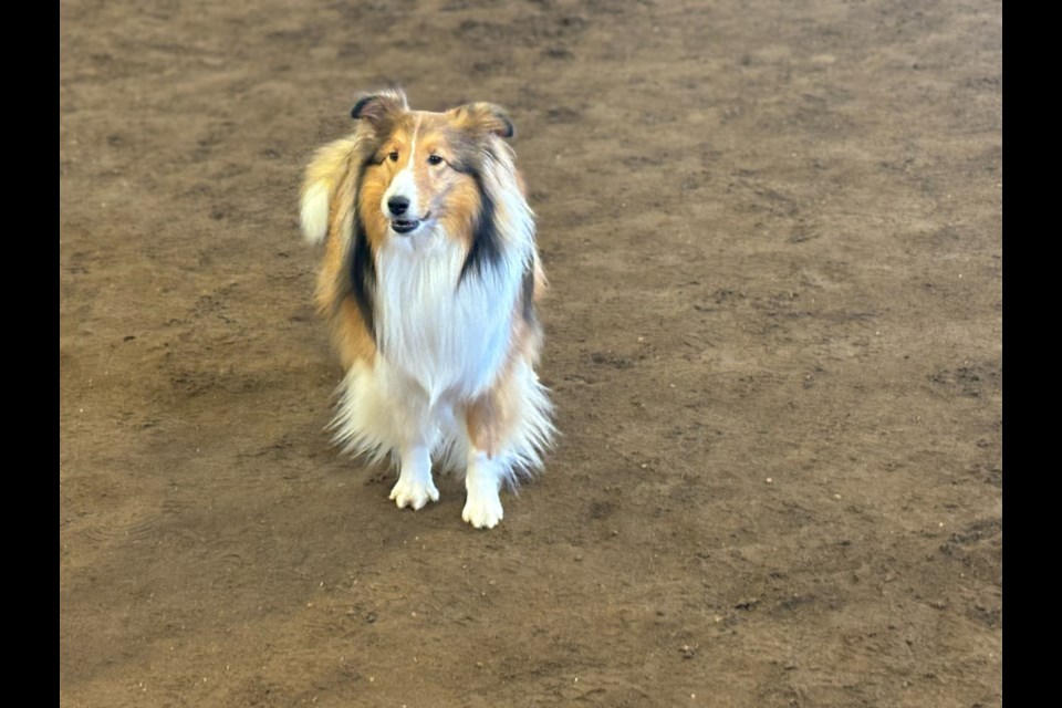 A spirited competitor showcases agility prowess in the competition at the Cold Lake Agricultural Society event.