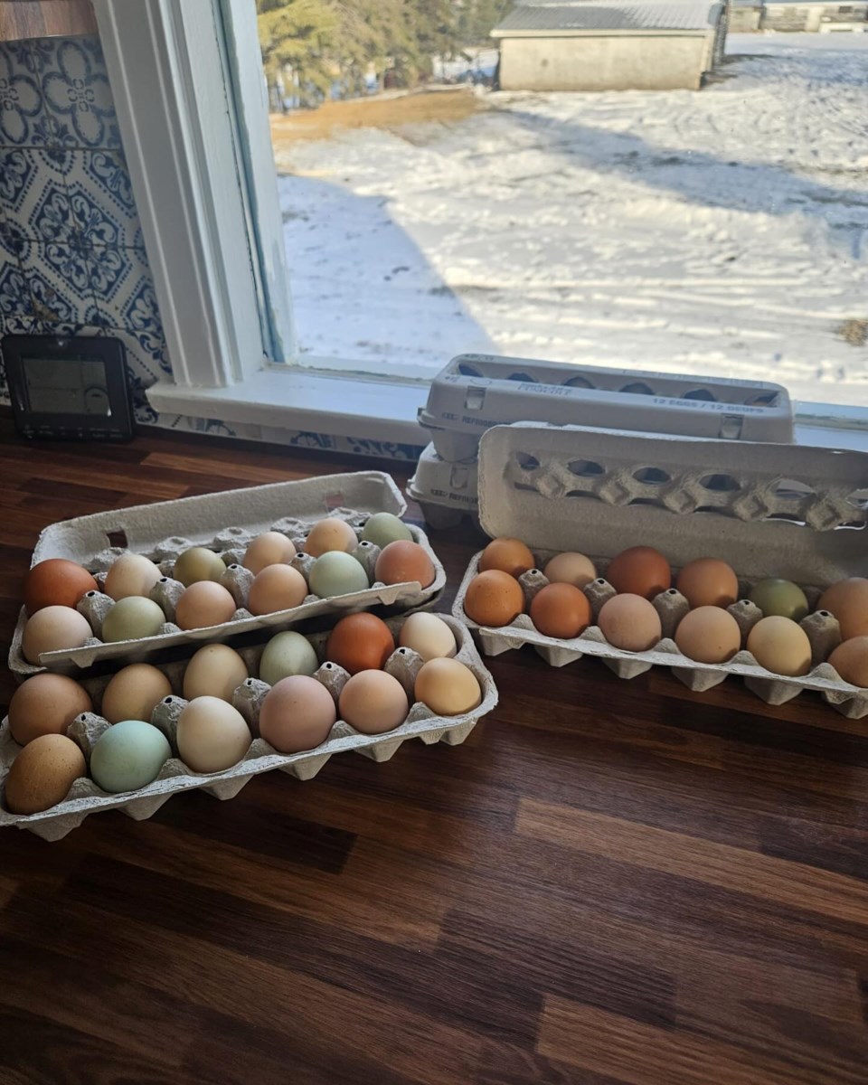 eggs