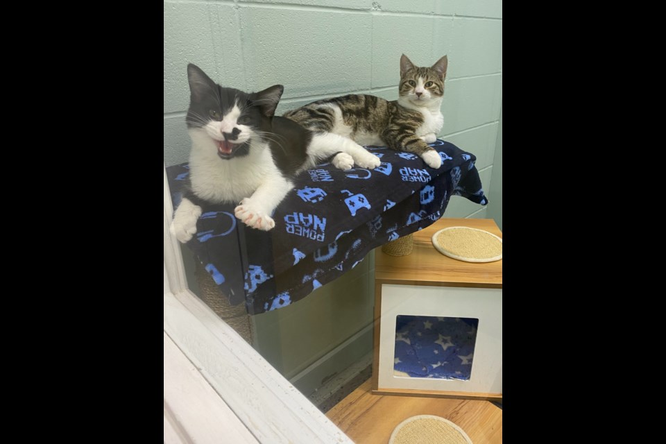 Tracy Jordan and Dr. Leo Spaceman are among the cats available for adoption at the Lakeland Humane Society.