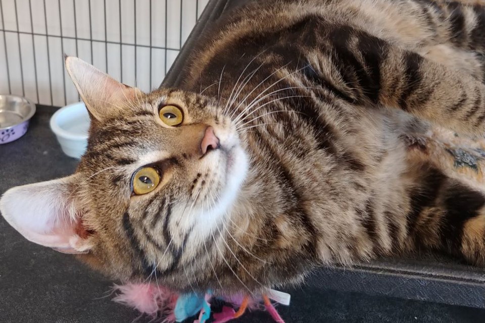 Cordoroy is among the cats and kittens at the St. Paul Animal Shelter. Photo supplied.