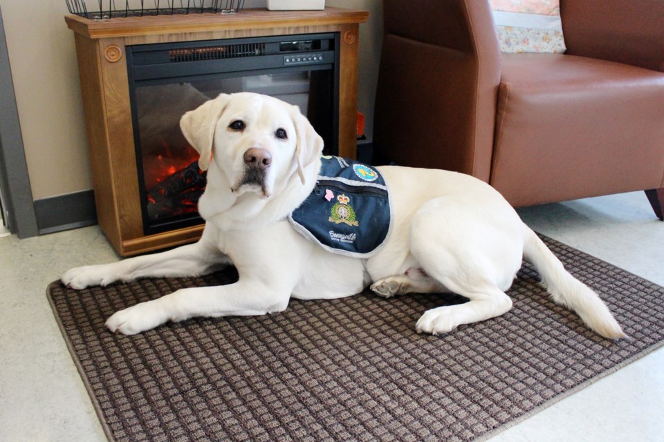 Odie, the Bonnyville Victim Services Unit dog, joined their team in 2014. After six years on the job, he's ready to transition into retirement. Photo by Robynne Henry. 