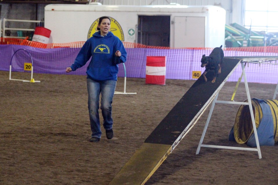 Sasha follows handler Cherie Perepelitza’s commands during the PAWsitive Dog Agility show at the Cold Lake Agriplex on Sunday, Feb. 16. Photo by Robynne Henry. 