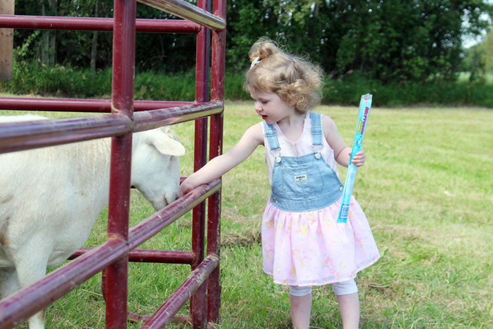 Quinn Ross, 2, enjoys the petting zoo at Charlotte Lake Farms during Alberta's Open Farm Days. Photo by Robynne Henry. 