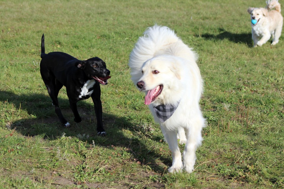 The City of Cold Lake let the dogs out on Sept. 17 when they officially opened their off-leash dog park. Photo by Robynne Henry.