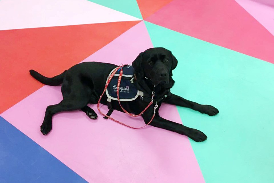 The Bonnyville Victim Services Unit welcomed their new service dog, Romeo. Submitted photo. 
